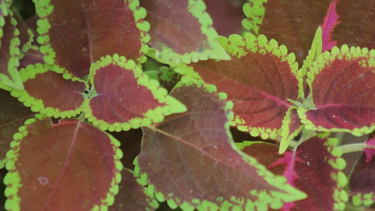 Agrizy builds new lab to develop botanicals for wellness markets