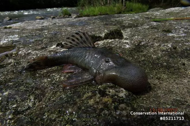 A ‘blob-headed’ fish (Chaetostoma sp.) specimen, observed during an expedition to the Peruvian region of Alto Mayo, is pictured, Jun 13, 2022.   