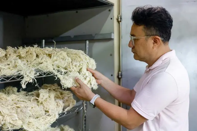 Nelson Yang, founder and general manager of Farm to Material, inspects fibers made from banana pseudostems at the company’s facility in Changhua, Taiwan, August 21, 2025. 