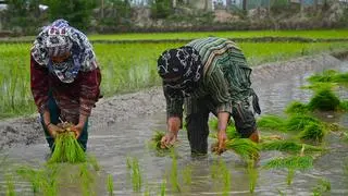 ইমরান চেহারা