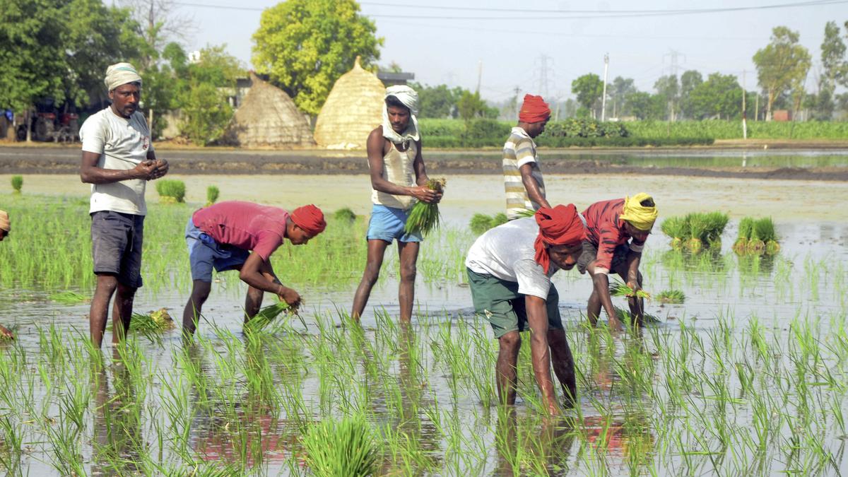 Modi govt’s record on farm front - The Hindu BusinessLine