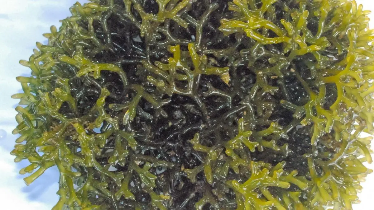 Kochi to host 7th India International Seaweed Expo and Summit