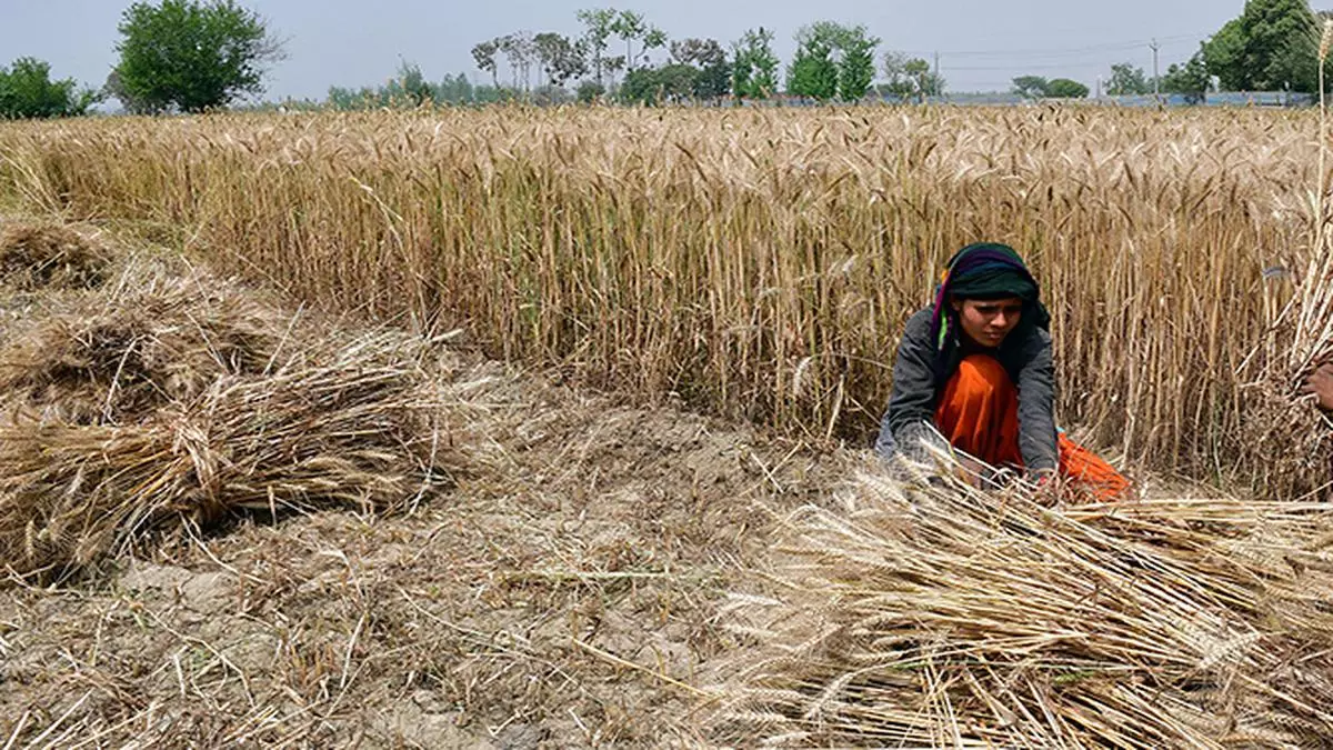 wheat-mustard-lead-rabi-crops-coverage-total-area-up-7-the-hindu