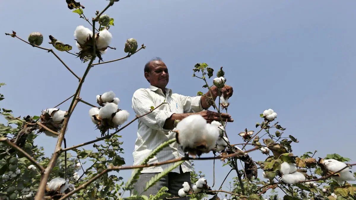 Cotton farming dips in Maharashtra amid high costs, limited mechanisation
