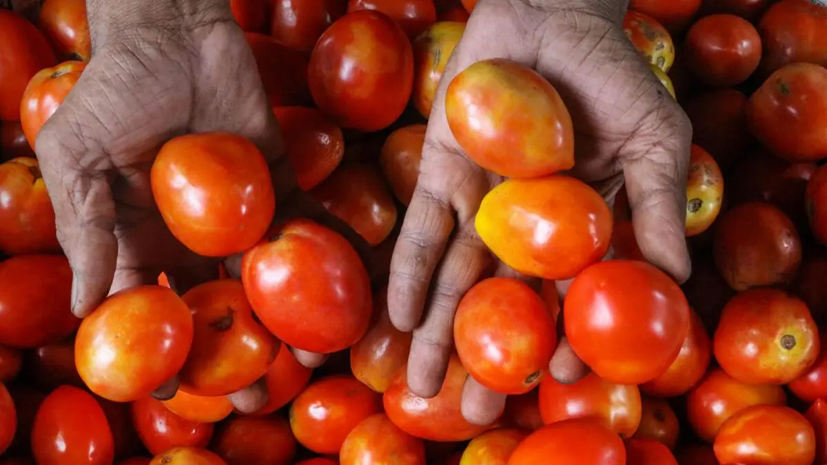 High tomato, pulses prices raise average cost of Indian thali in June