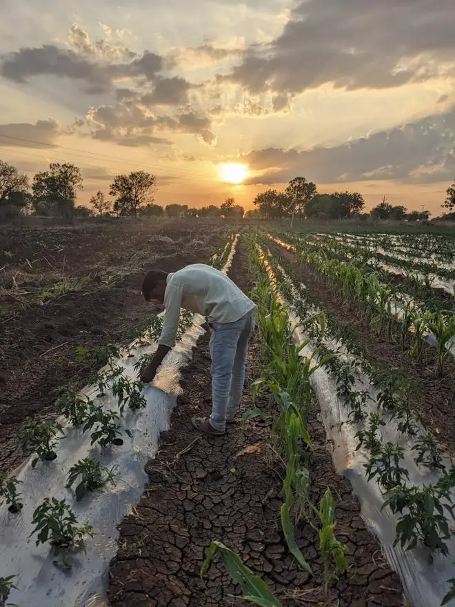 A farmer in Kothlapur village in Marpalle mandal in Vikarabad who lost his chilly crop in the hailstorms A farmer in Kothlapur village in Marpalle mandal in Vikarabad who lost his chilly crop in the hailstorms