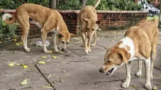 The court’s order came in a suo motu case on the increasing instances of stray dog attacks on children, including infants The court’s order came in a suo motu case on the increasing instances of stray dog attacks on children, including infants