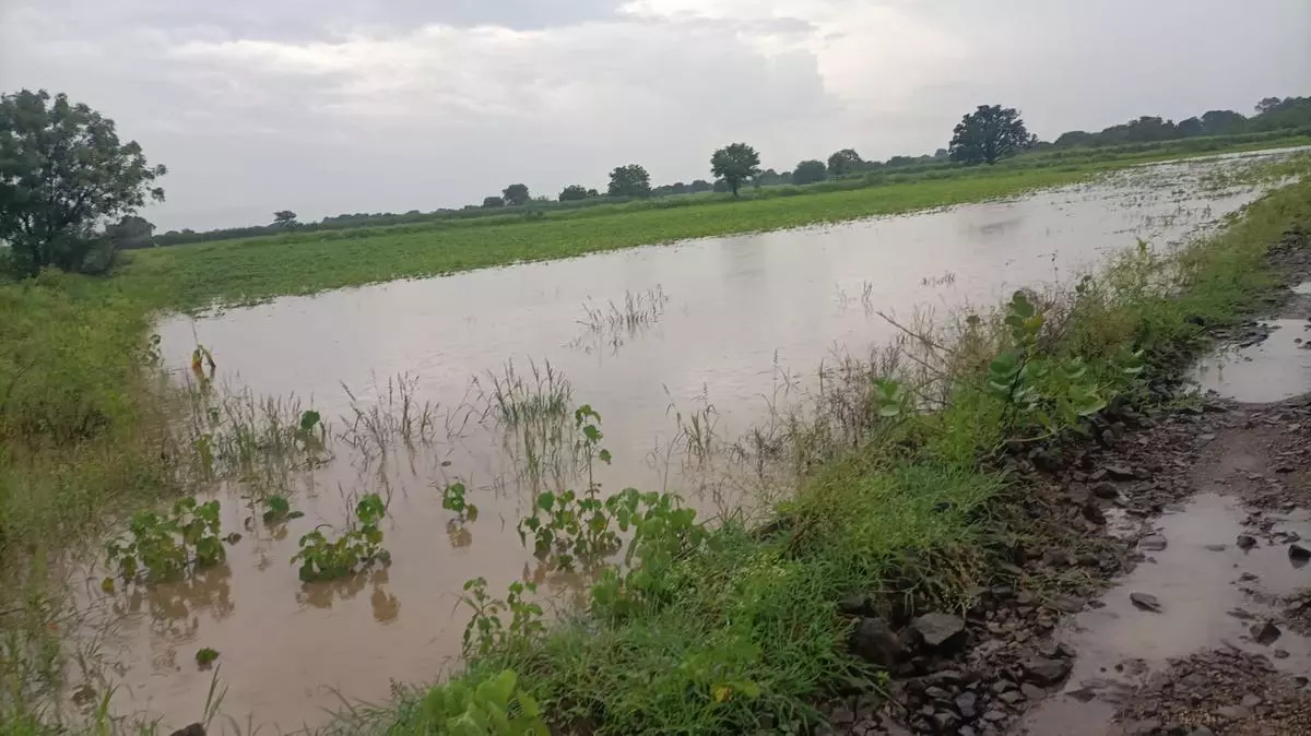 A view of the water logged tur field in Kalaburgi district, Karnataka
