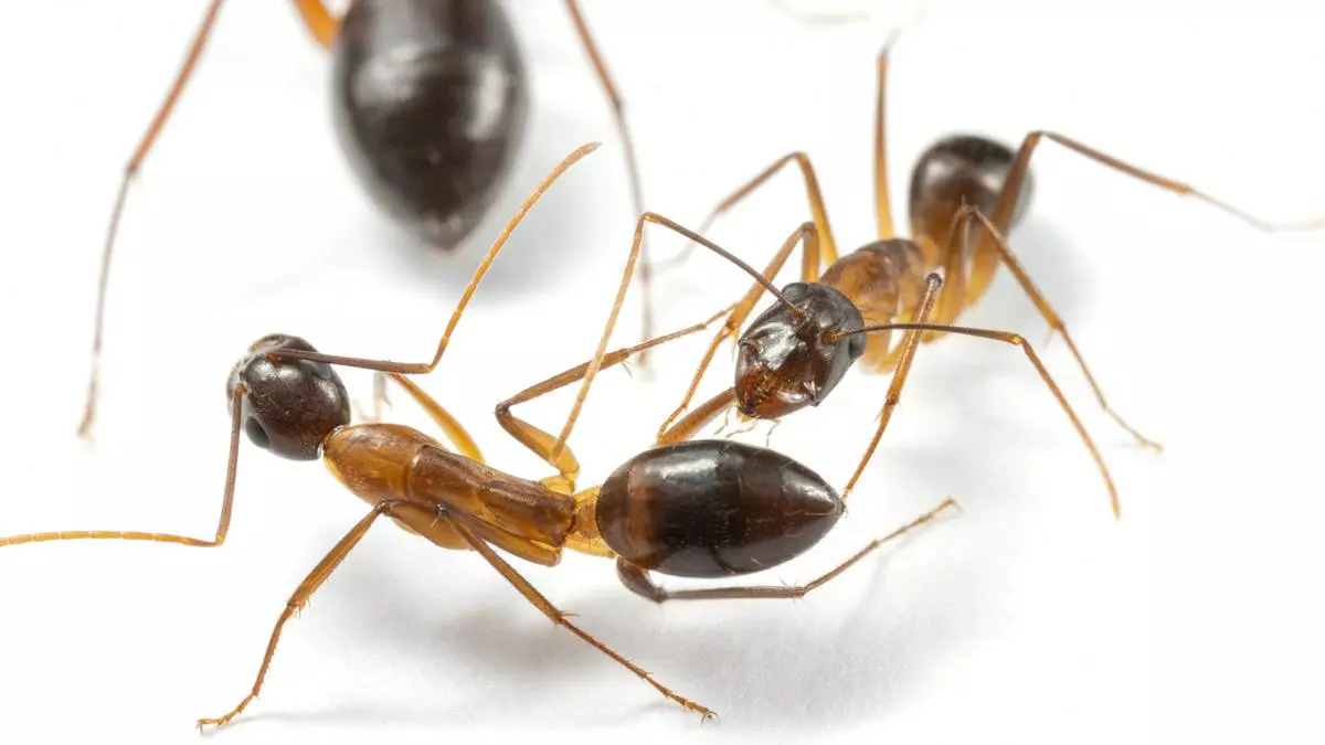 Ant surgeons: Florida carpenter ants perform life-saving amputations ...