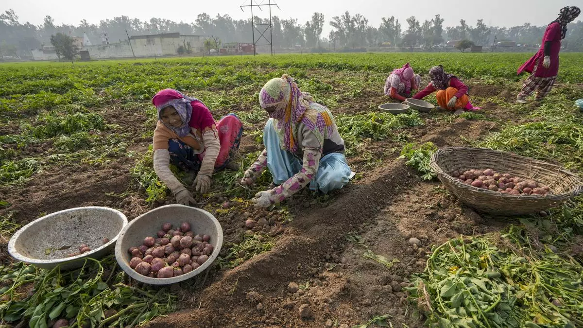 Retail inflation for farm workers and rural labourers dips - The Hindu BusinessLine