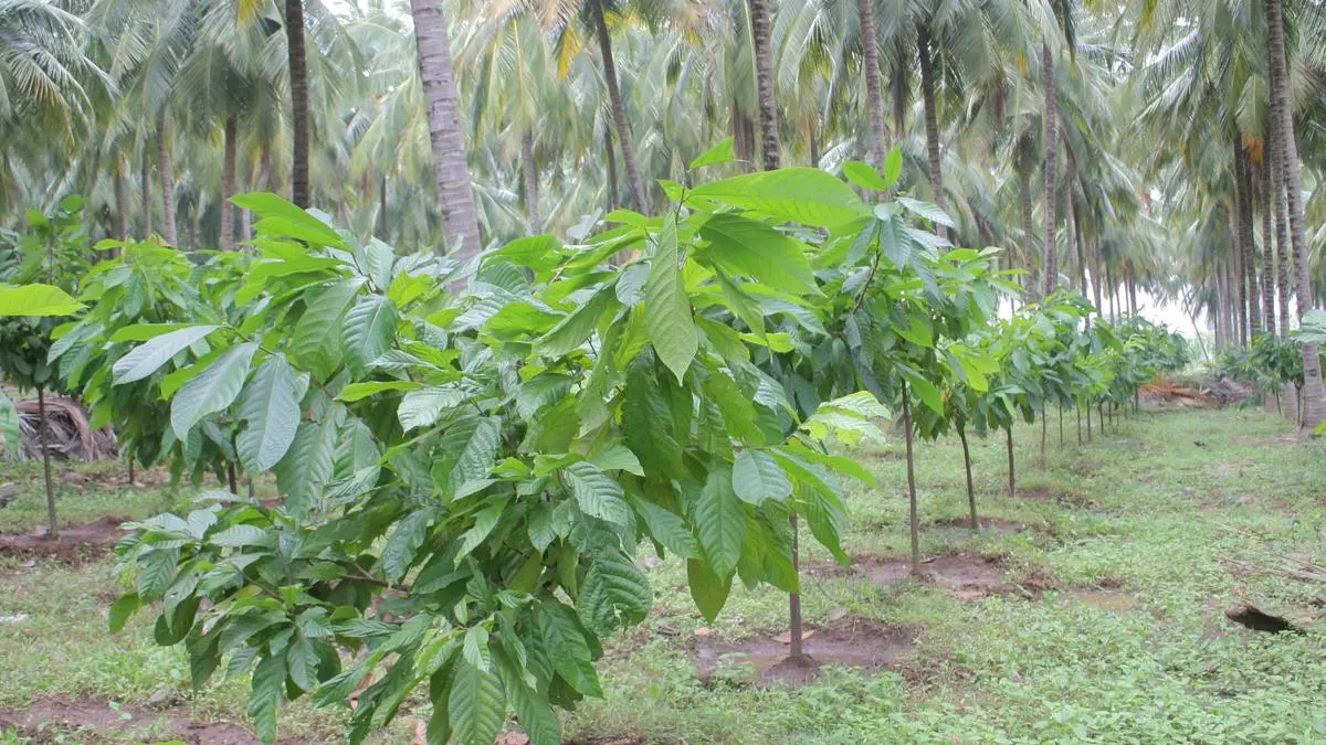UN-honoured Tamil Nadu farmer turns coconut losses into profits with tree-based farming