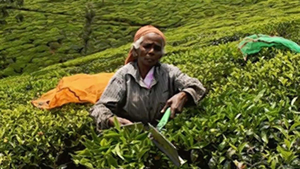 Coonoor tea prices decline on higher arrivals, slack demand