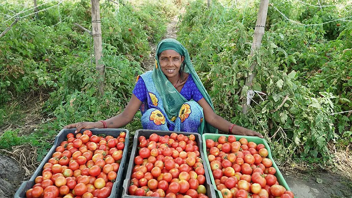 Corporates start procuring agri products directly from FPOs, bypassing mandis