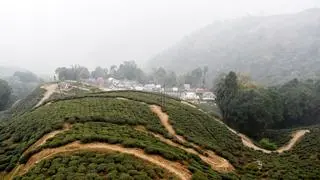 Jardines de té en Darjeeling, Bengala Occidental