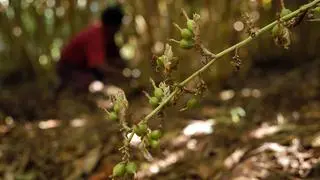 A view of a cardamom plantation in Poopara, Kerala.