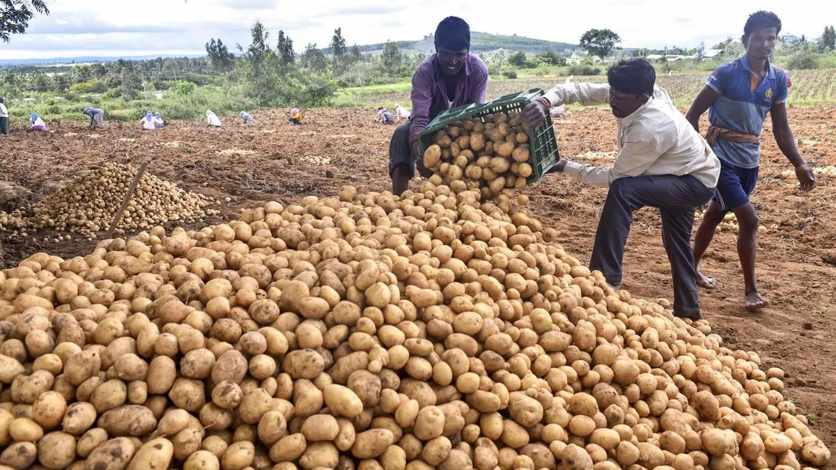 HyFarm launches drive to assess and improve soil health in Gujarat’s potato-growing regions