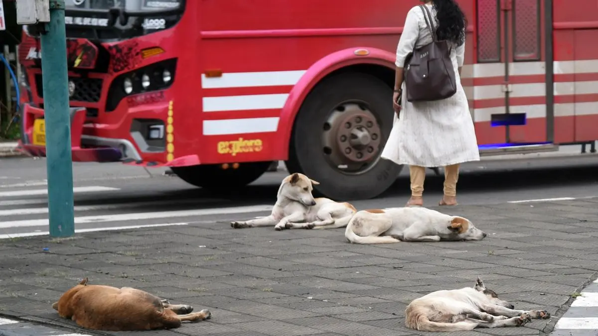 Coming to grips with handling stray dogs