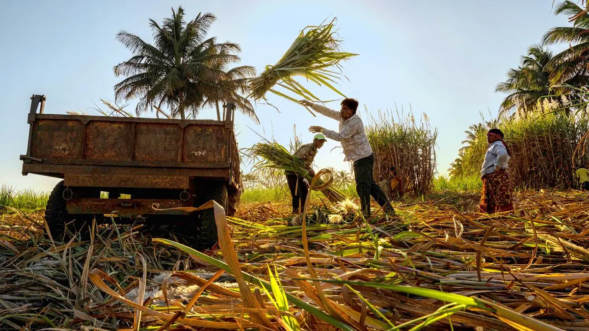 AI likely to help enhance sugarcane production by 30%: Expert