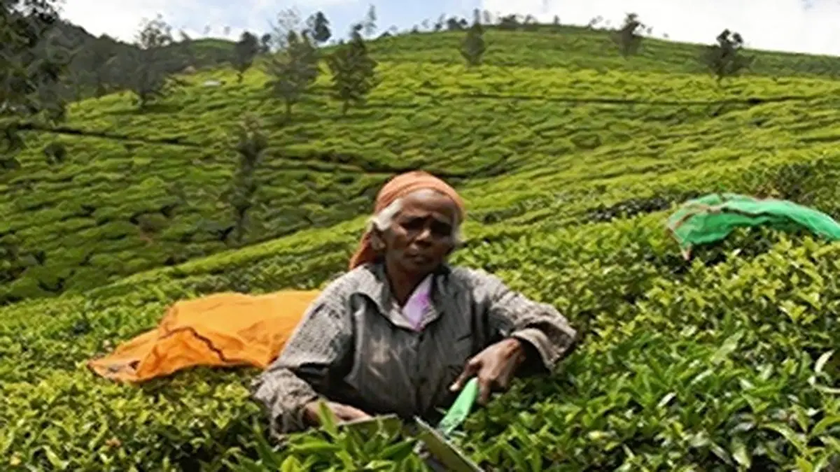 Draft Bill which seeks to replace Tea Act, 1953 more of a Vision ...