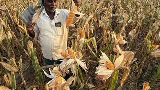 Among cereals, maize has been the biggest gainer with acreages touching 13.98 lh, up 14.6 per cent over same period last year’s 12.20 lh. Among cereals, maize has been the biggest gainer with acreages touching 13.98 lh, up 14.6 per cent over same period last year’s 12.20 lh.