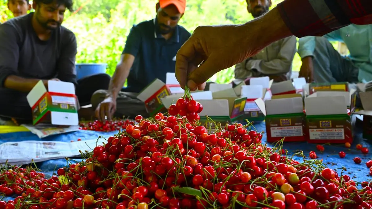 Cherry on the rake: Red drupes from Kashmir’s orchards make their way to Mumbai