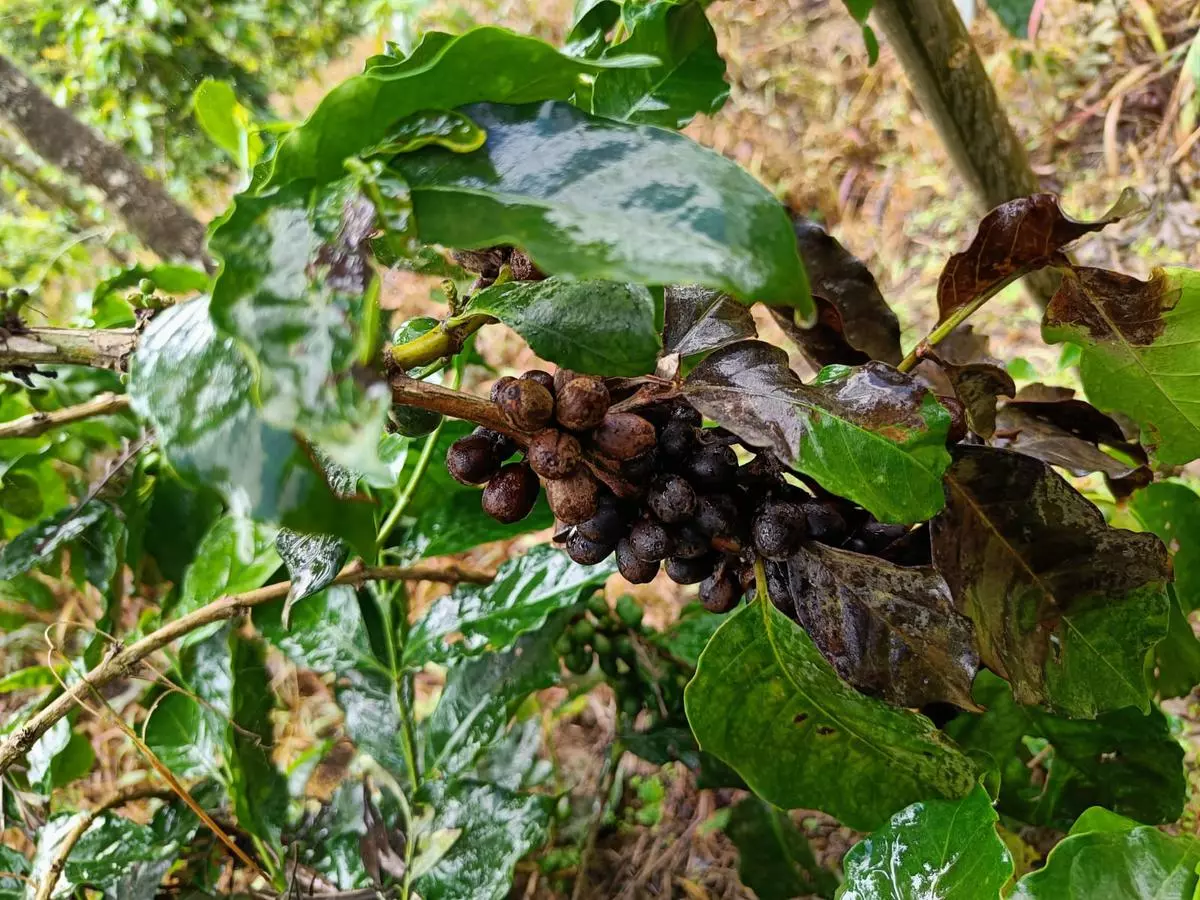 Coffee berries rot on the bushes at an estate in Chikmagalur due to excess rains