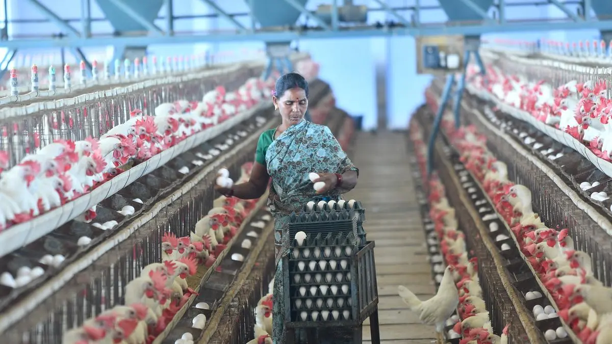 As UP and West Bengal egg on local poultry production, South may have