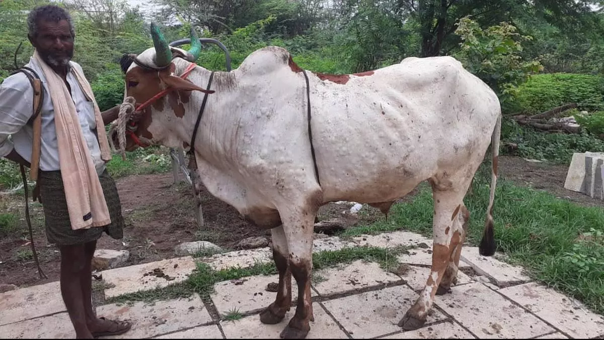 20,000 cattle succumb to LSD in Maharashtra - The Hindu BusinessLine