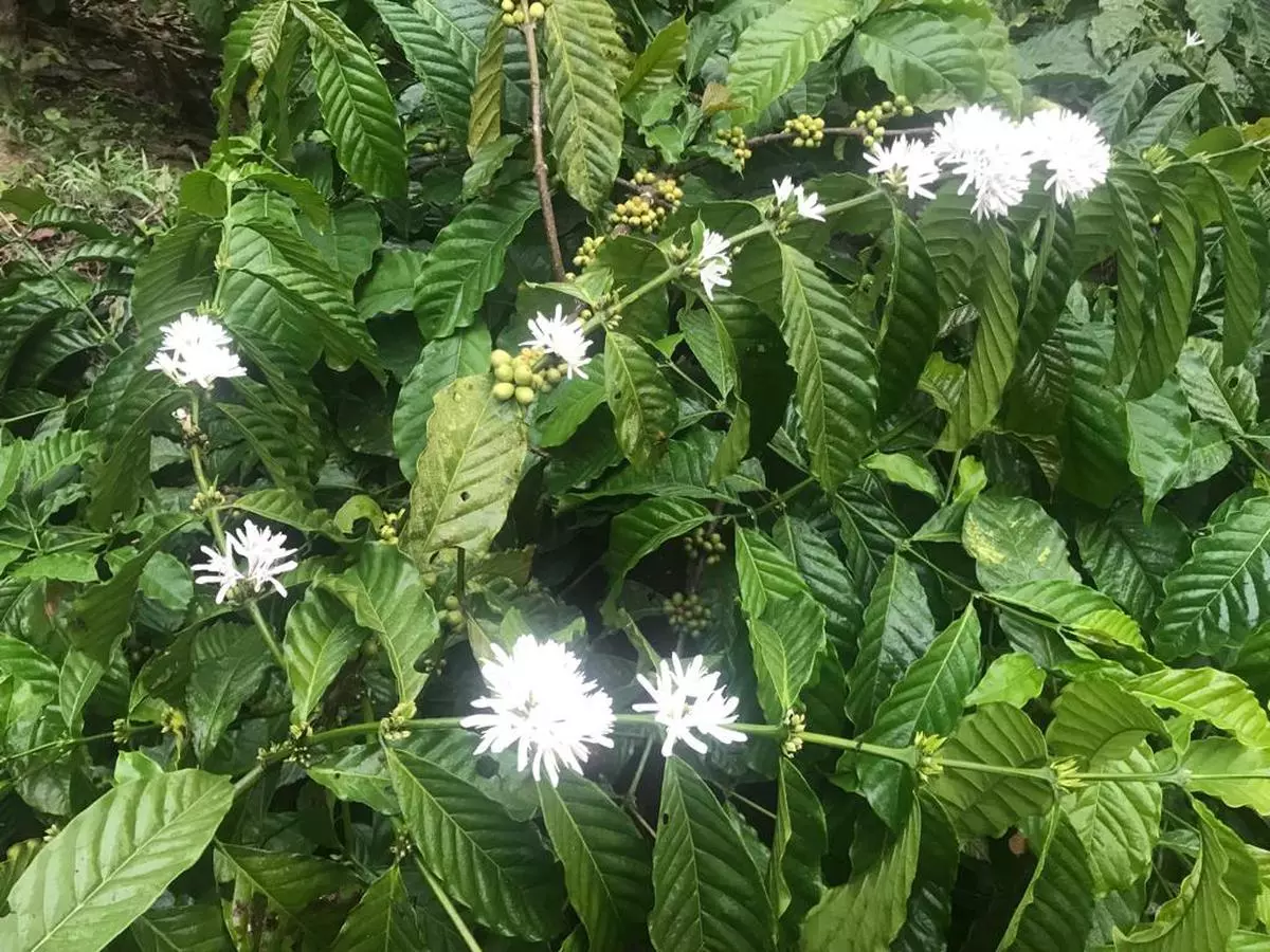 Partial blossoms in a coffee estate near Madikeri, Coorg, caused by unseasonal rains