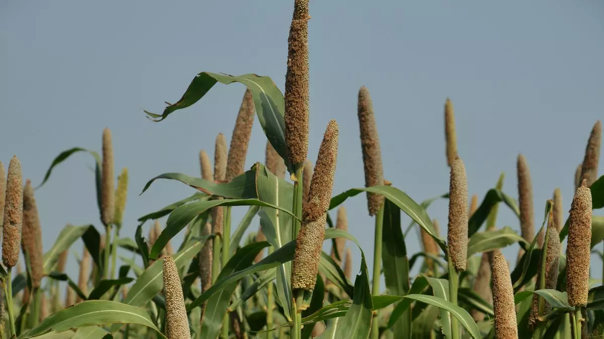 Making millets, crops of the future, shine - BusinessLine