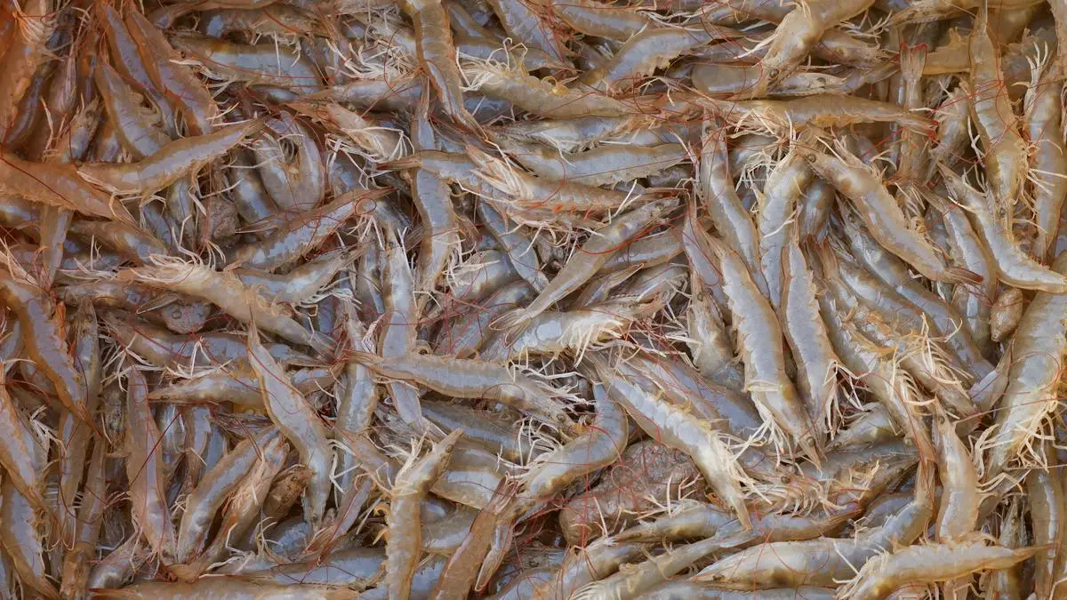 Shrimp export volume to decline 15-18% on higher US tariffs: Crisil Ratings 