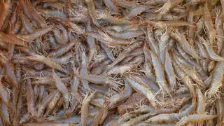 In FY25, India exported around $5 billion of shrimps, with the US accounting for around 48 per cent of this