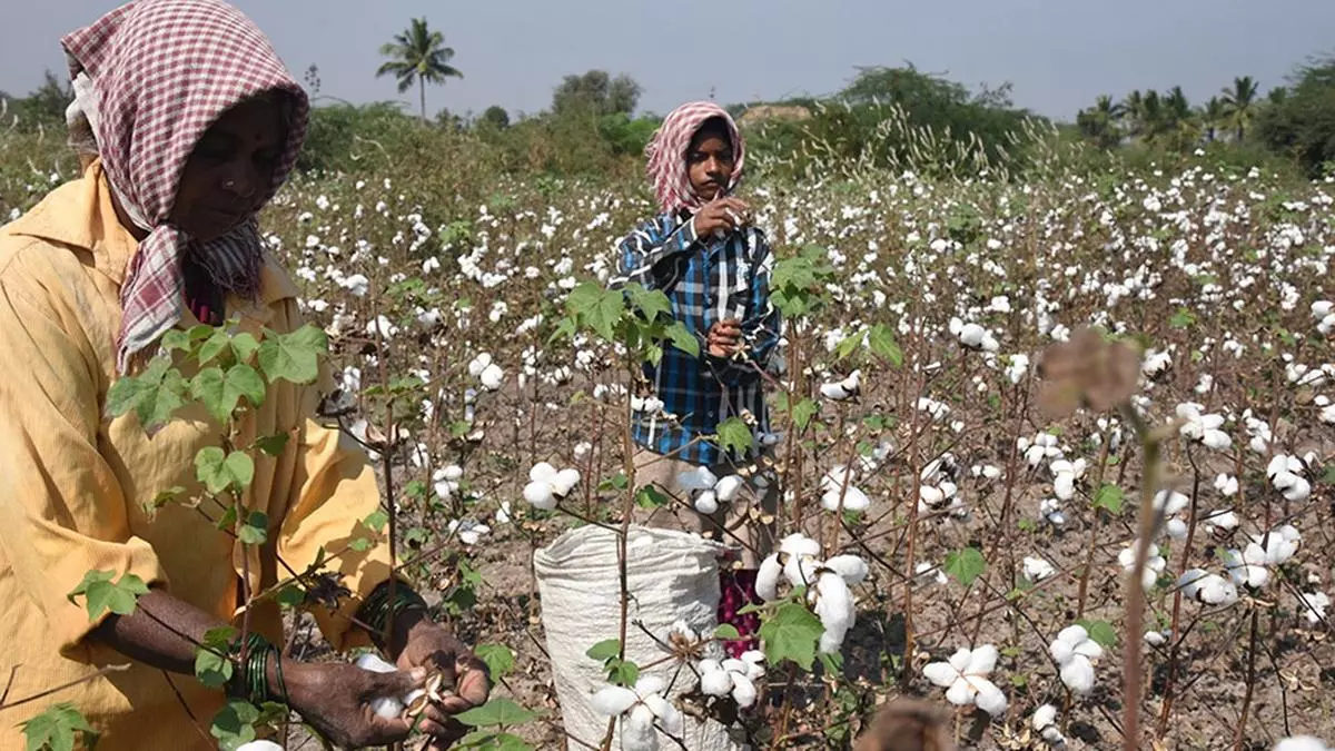 CCI purchases 86 lakh bales of cotton as traders stay away