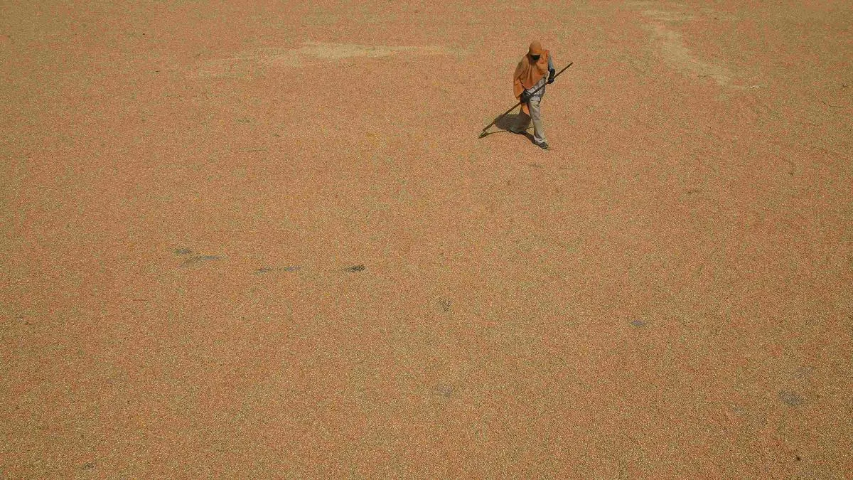 ‘Queen of cereals’ maize set to gain further in rabi season The Hindu