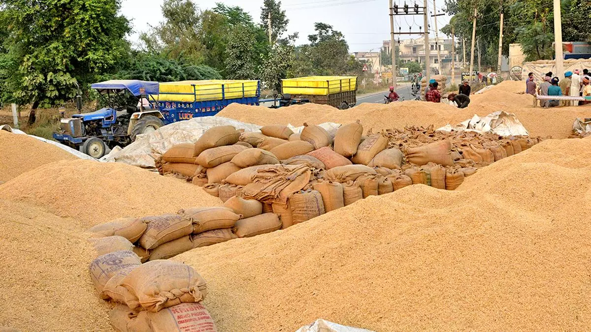 Punjab, Haryana lead as India hits 64% of Kharif paddy procurement target