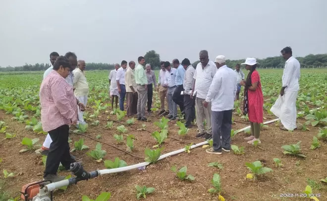 Drip irrigation deployed to save tobacco crop from drought conditions