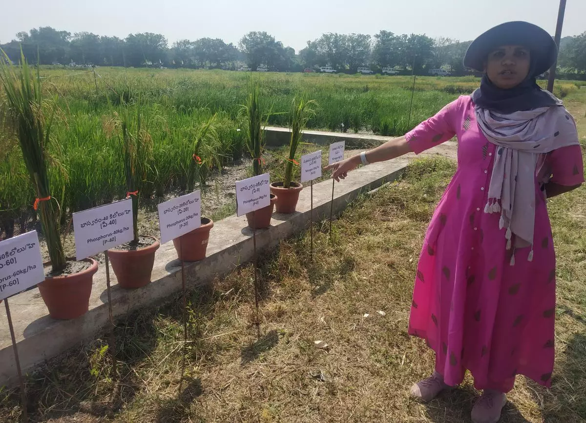 A scientist with the ICAR-Indian Institute of Rice Research showing the paddy varieties that have the tolerance to low phosphorous in soils at the institute’s research fields at Rajendranagar near Hyderabad.