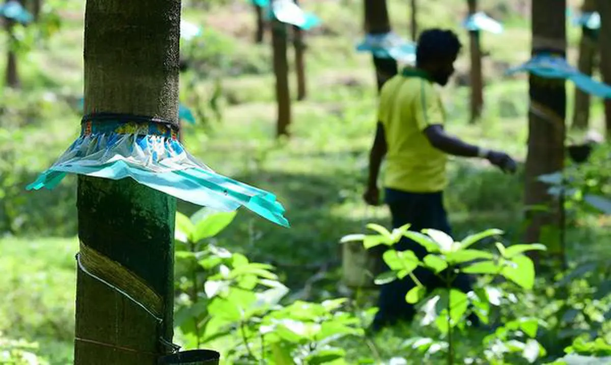 Drying natural rubber on a line after collected rubber (from trees) is put  through a roller to compress as seen - Kerala, Southern India, India Stock  Photo - Alamy