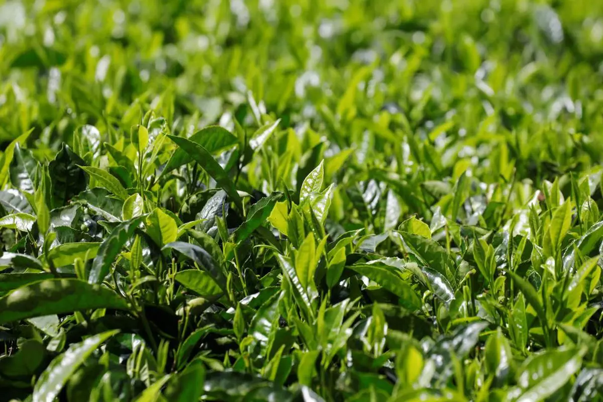 Tea leaves are seen at a plantation near the town of Limuru in Kiambu County, near Nairobi, Kenya, January 20, 2020. REUTERS/Baz Ratner
