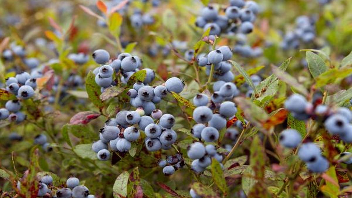 USHBC to host blueberry event on June 10