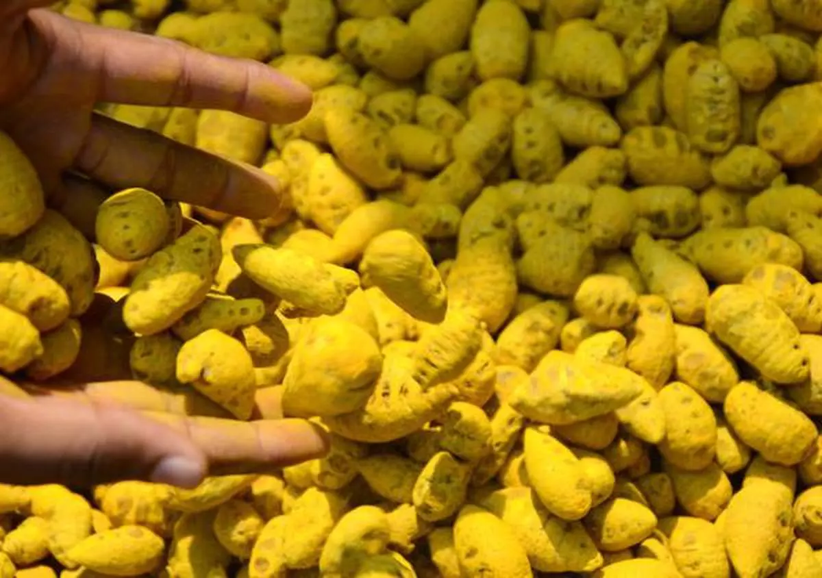 Spot turmeric prices rise at Erode - The Hindu BusinessLine