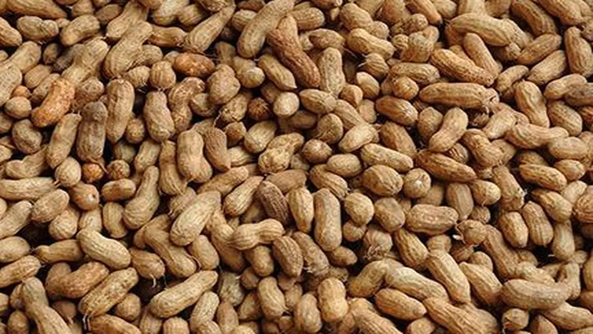 Gujarat govt to procure groundnut The Hindu BusinessLine