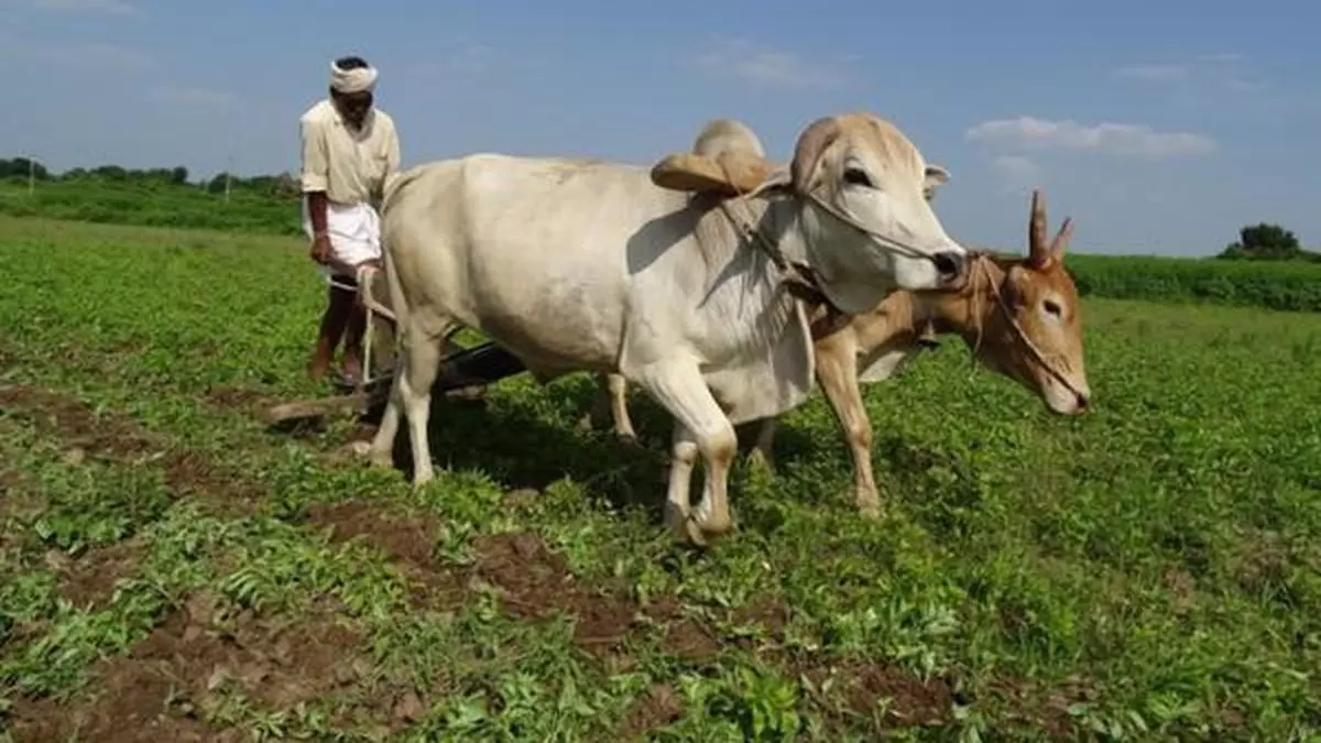 Rabi Acreage Up 5% But Wheat Sowing Dips - The Hindu BusinessLine