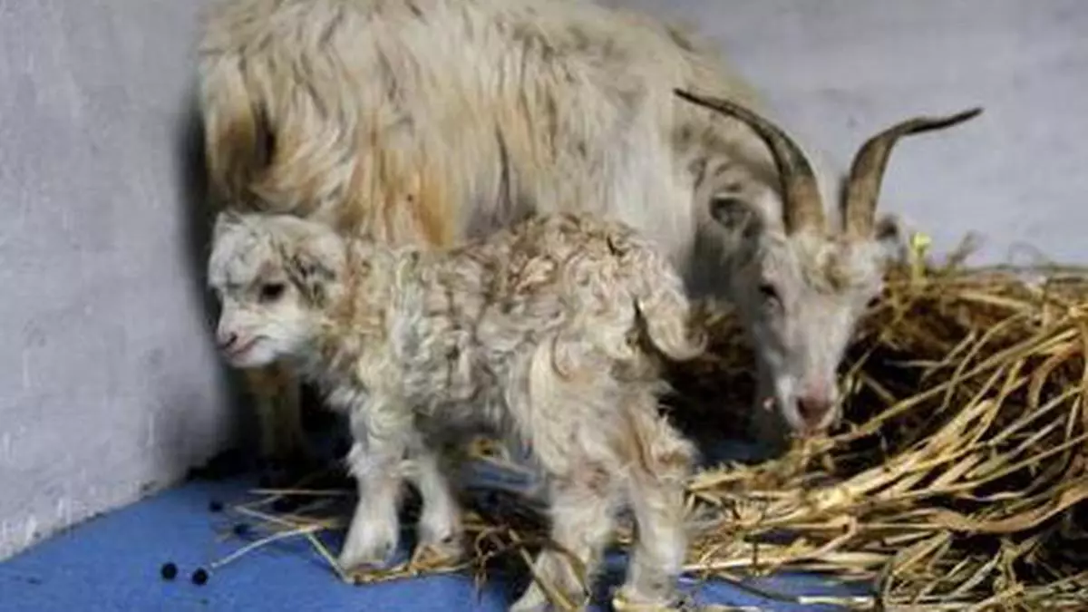 Kashmir scientists clone first Pashima goat - The Hindu BusinessLine