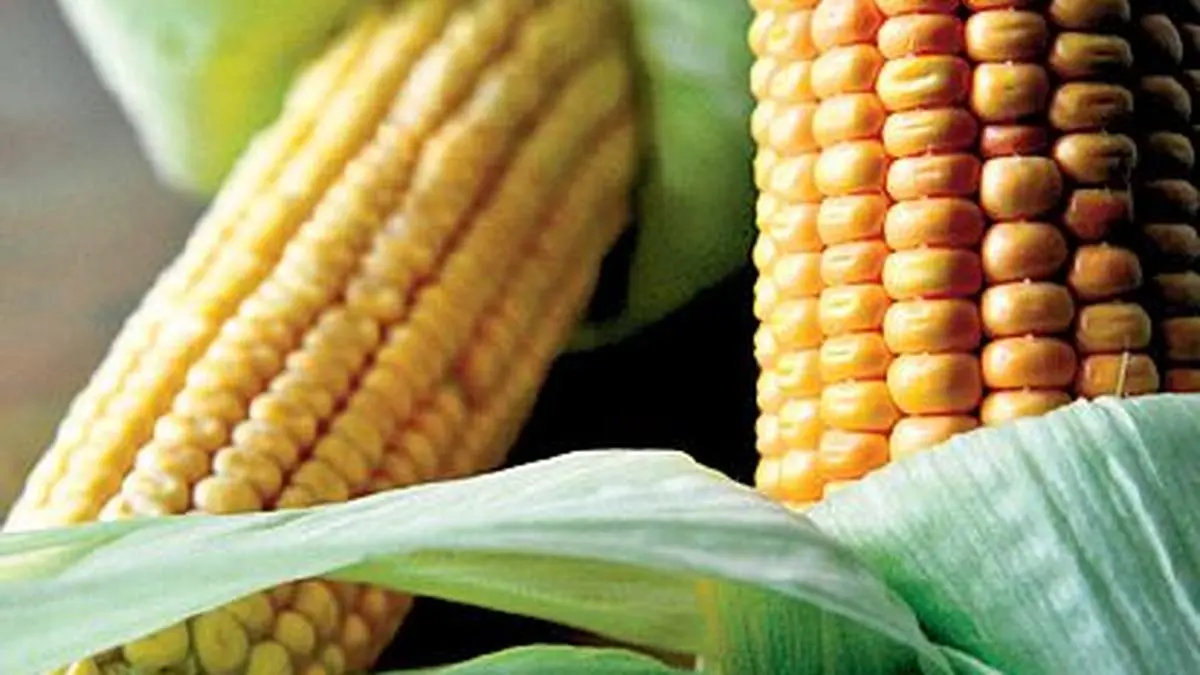 varsity maize resell