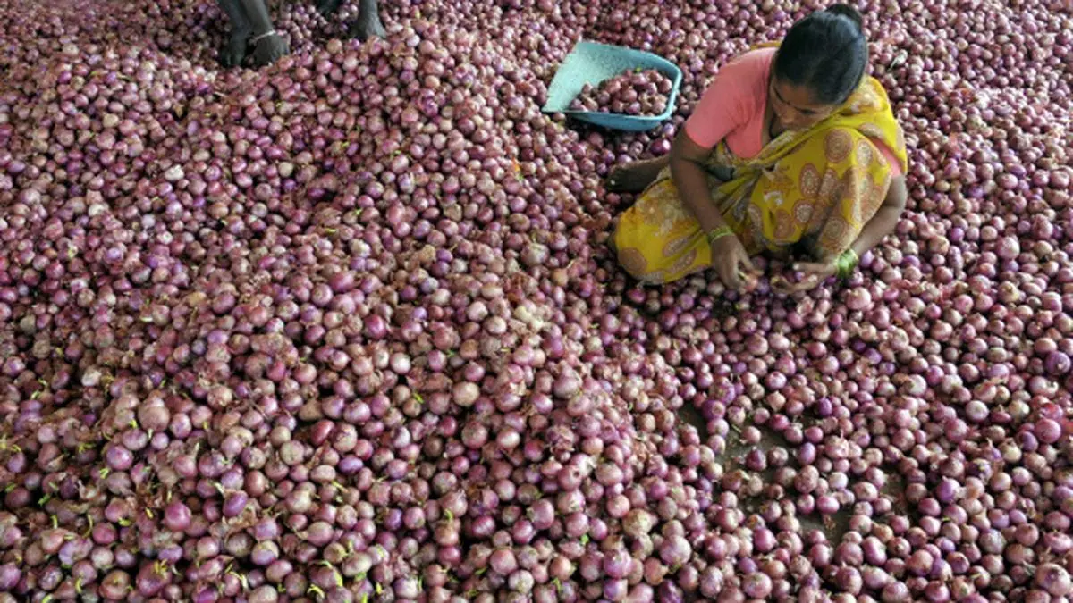 Onion prices steady; tomato, garlic rates ease The Hindu BusinessLine