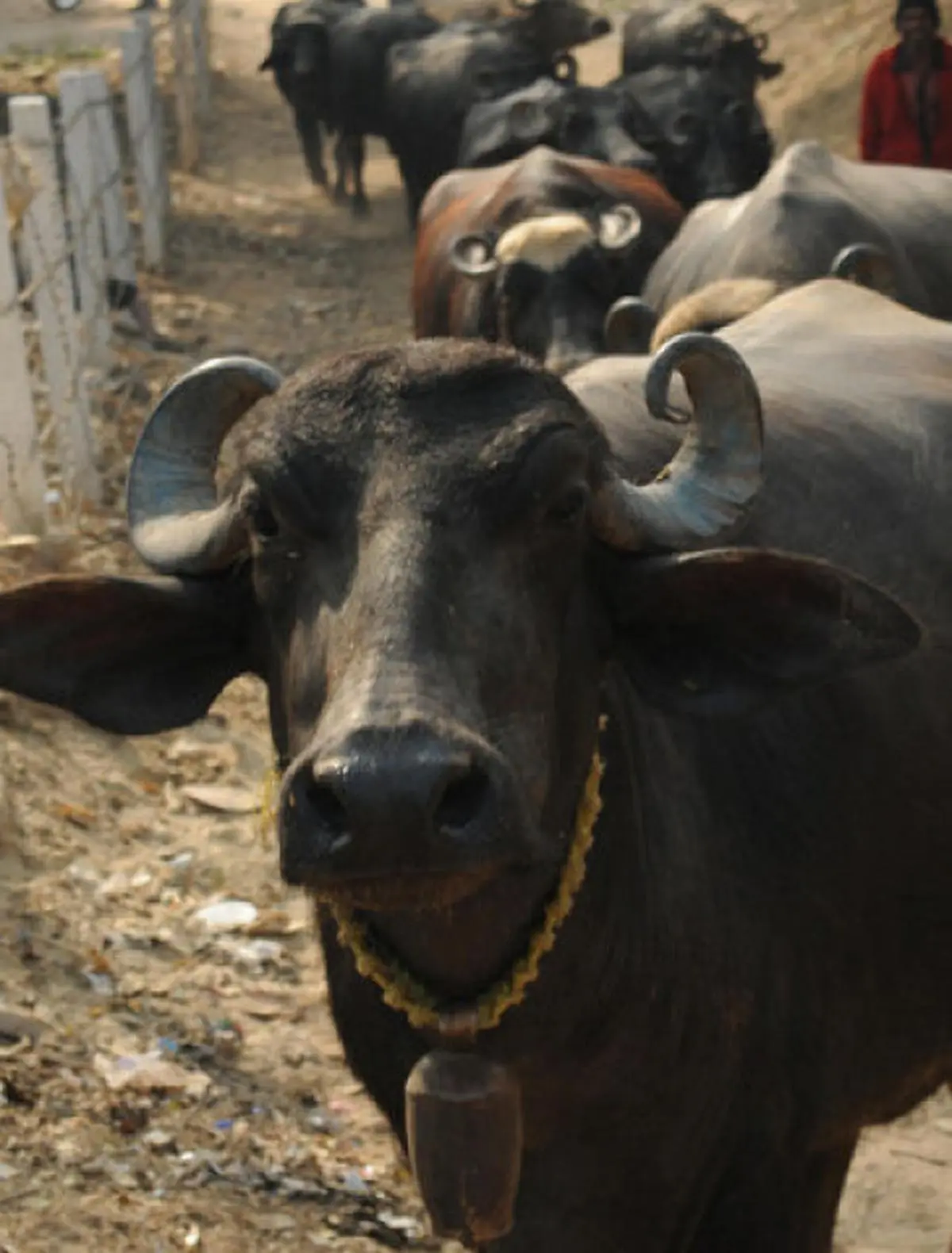 indian-buffalo