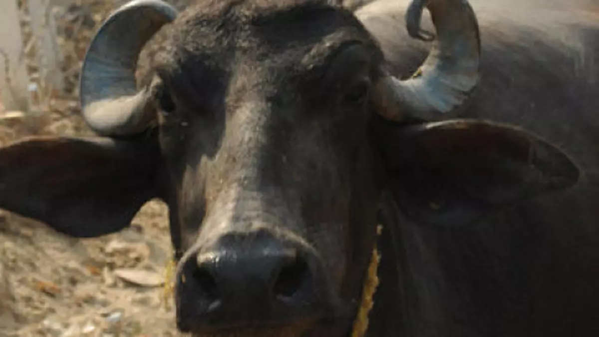 Cow Belt or Buffalo Nation? - The Hindu BusinessLine