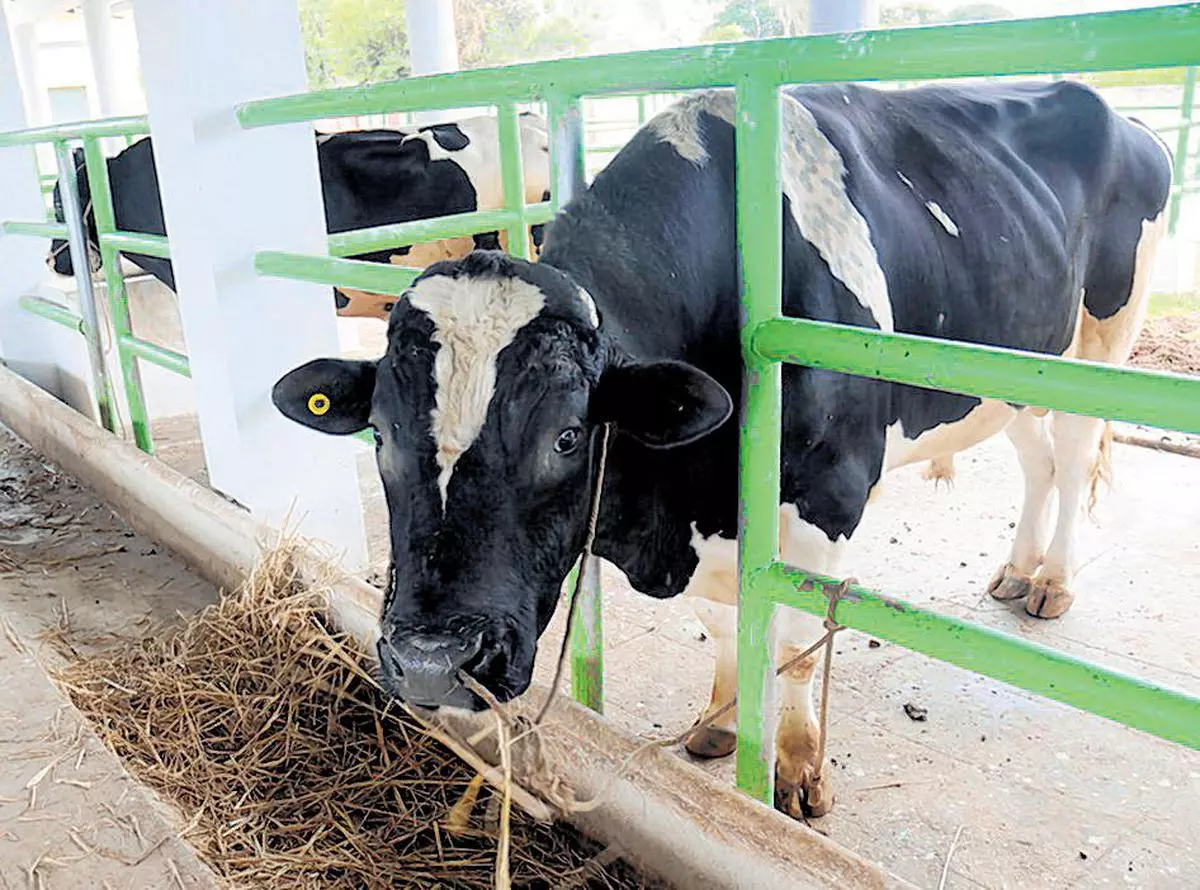 Animal husbandry gets priority in Dakshina Kannada dist' - The Hindu  BusinessLine