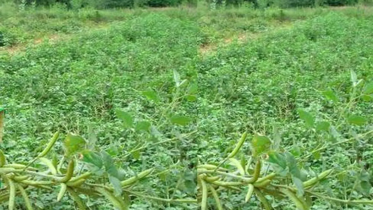 Guar gum futures trade is strictly regulated NCDEX The Hindu